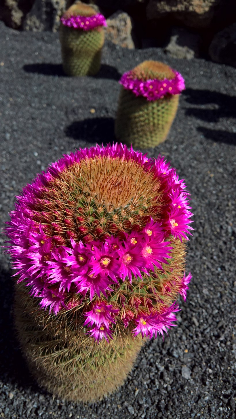 WP_20170403_16_33_49_Rich